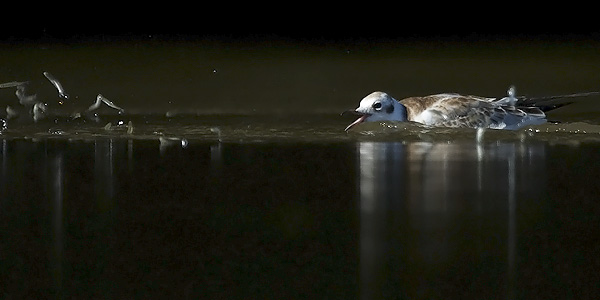 Naurulokki, Black-headed Gull, Larus ridibundus